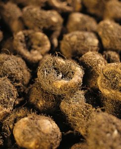 Warm Weather, Warm Soil, Plant Bulbs Image